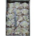 Frozen Squid Leftover Wing Nototodarus Sloanii 200-400g